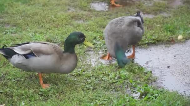 Some Mallard Ducks Drinking Dirty Water Ground Rain — Vídeo de Stock