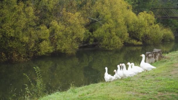 Gaggle White Geese Sitting River Bank Deloraine Tasmania — 图库视频影像
