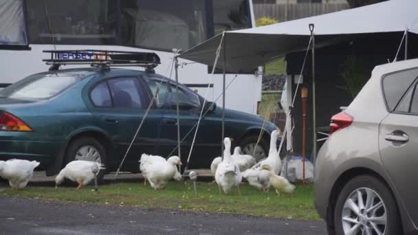 Some White Geese Eating Ground Camper Trailer Caravan Park — Stock Video