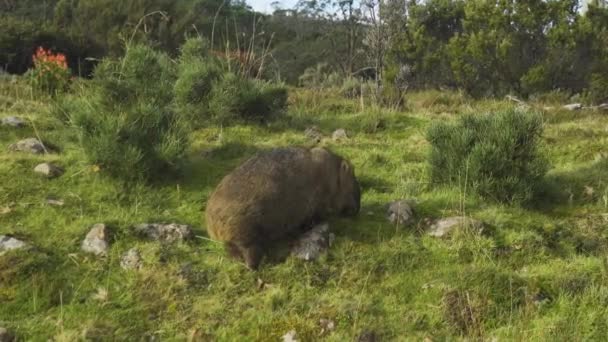Wombat Eating Scratching Itself Luscious Green Field Wide Shot — Vídeos de Stock