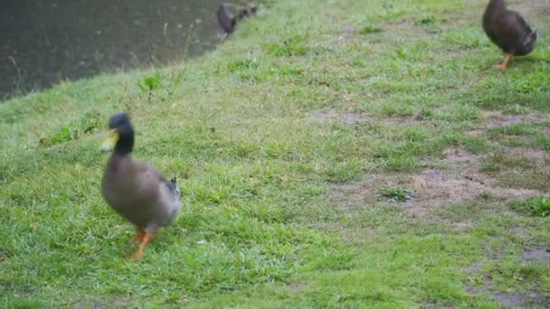 Nine Ducks Comedically Waddling Frame One One Rain — 图库视频影像