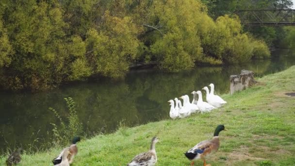 Skein Ducks Waddle Gaggle White Geese River Autumn — 图库视频影像