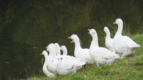 Proud Gaggle Nine White Geese Sitting River Bank Waiting — стоковое видео