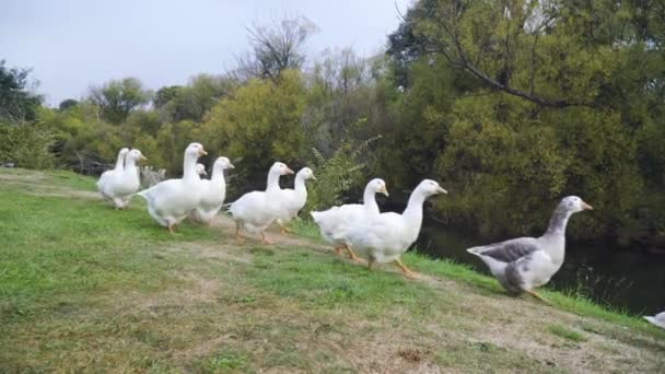 Gaggle Ten White Geese Waddling Frame River Bank — 图库视频影像