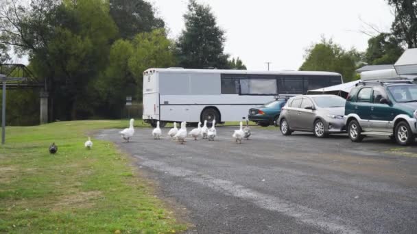 Gaggle Ten White Geese Walking Caravan Park — Stock Video