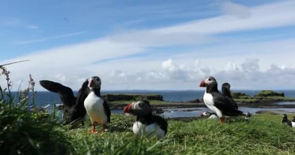 Puffin Colony Headland Treshnish Islands Scotland Wide — стоковое видео