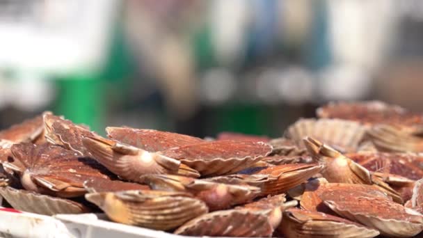 Fresh Scallops Ready Shipping Blurry Boat Passing Background Close — Αρχείο Βίντεο