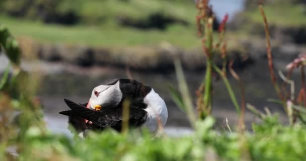 Puffin Preening Treshnish Islands Scotland — Video