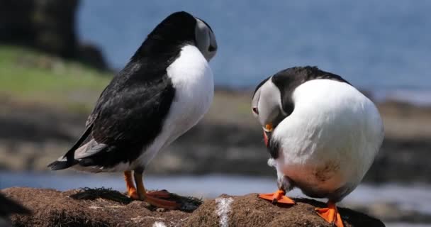 Puffins Preening Treshnish Islands Scotland — стоковое видео