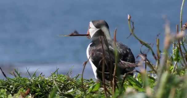 Puffin Собирает Гнездышки Островах Трешниш Шотландия — стоковое видео