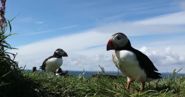 Puffin Colony Headland Treshnish Islands Scotland Tight Wide — Video