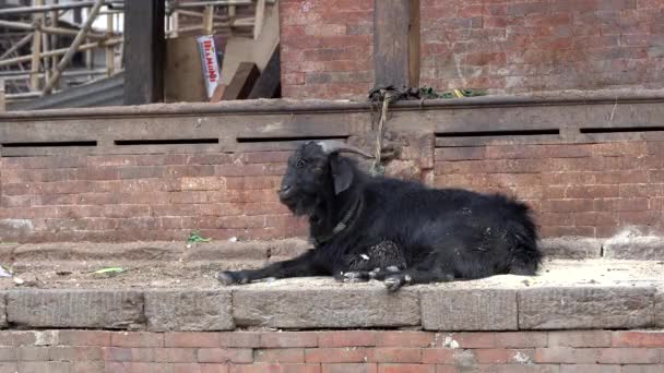 Black Billy Goat Lying Stone Ledge Temple Nepal — 비디오