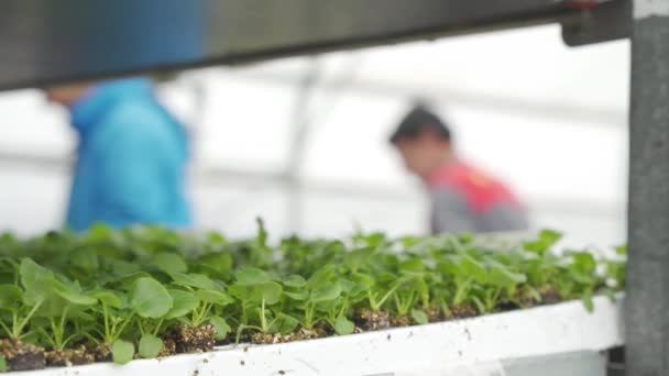 Seed Rack Greenhouse Focal Length Moves Seeds Farmers Background — Vídeo de Stock