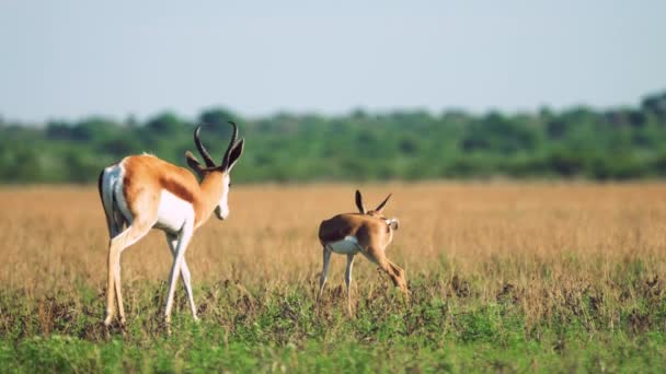 Mother Springbok Its Baby Grass Central Kalahari Game Reserve Botswana — Video Stock