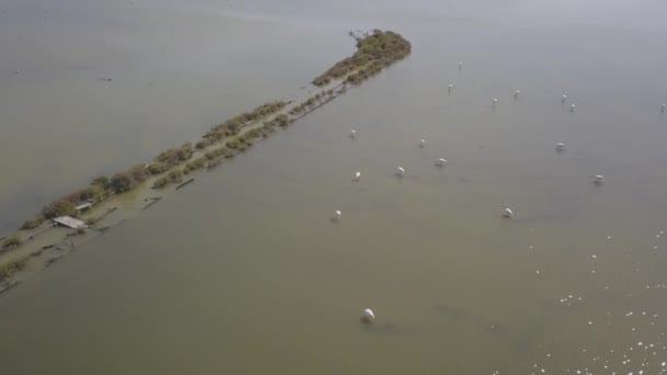 Flamingos Salt Flats Salinas Samouco Montijo — Vídeos de Stock