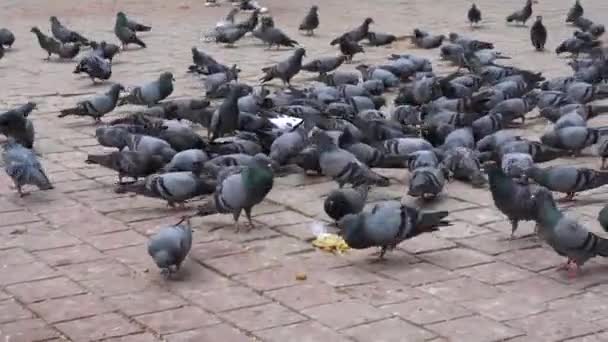 Flock Pigeons Eating Ground Local Temple Nepal — Stockvideo