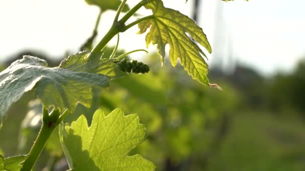 Gorgeous Early Flowering State Grapes Hanging Branch Green Leaves Beautiful — Stock videók