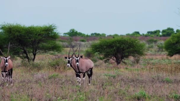 Three Gemsbock Oryx Looking Straight Camera Grazing Central Kalahari Botswana — ストック動画