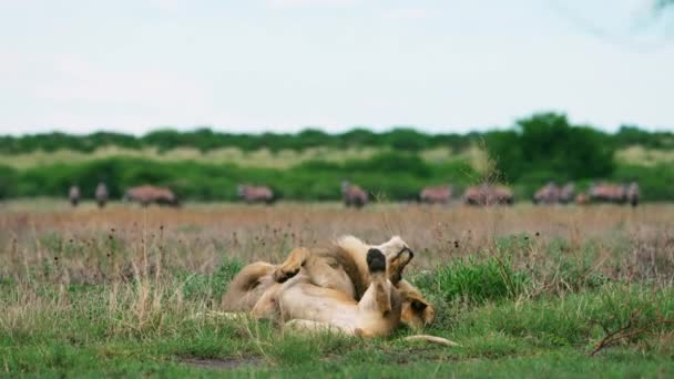 Two Male Lion Brothers Playing Cuddling Bush Crowd Gemsbok Background — Stock videók