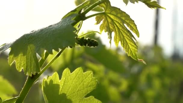 Young Flower Grapes Vine Vineyard Sunrise Light Slow Motion — Stockvideo