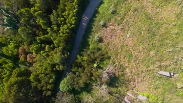 Vista Aerea Dall Alto Della Foresta Verde Con Fogliame Primavera — Video Stock