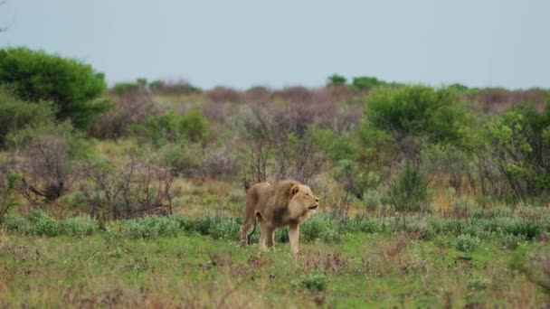 Magnifika Prime Lion Vandrar Genom Bush Rytande Till Sin Stolthet — Stockvideo