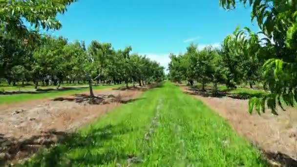 Beautiful Plantation Orchard Row Fruit Trees Each Side Agriculture — Stok video