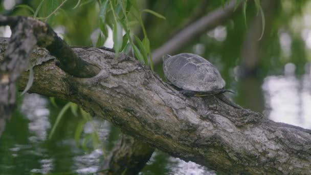 Static Tight Shot Turtle Emys Orbicularis Seen Back Sitting Willow — ストック動画