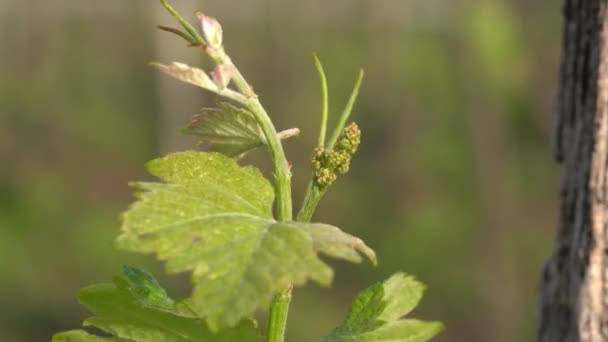 Young Grape Flower Buds Famous Vineyard Swaying Wind Close Zoom — Stockvideo