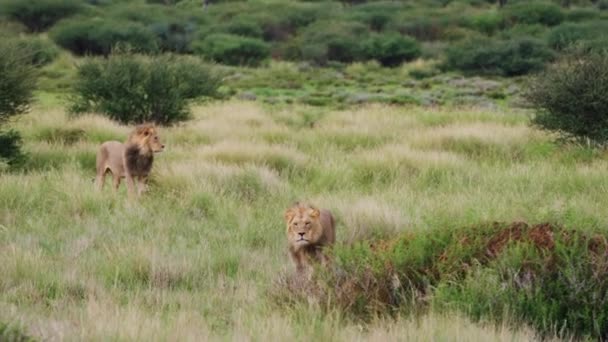 Light Prime Lion Roaring Meadow Male Lion Background Central Kalahari — 图库视频影像