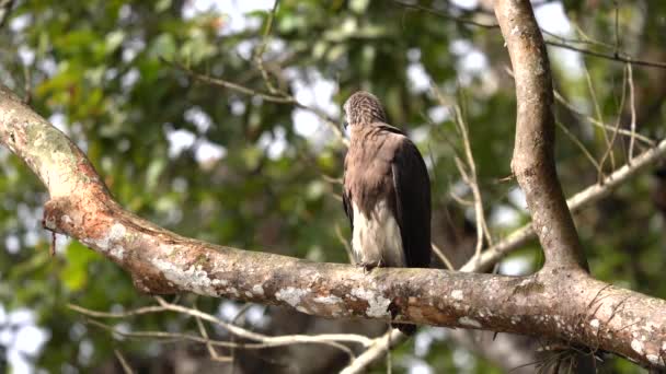 Gray Headed Fish Eagle Sitting Branch Looking Lake Jungles Nepal — Vídeo de stock