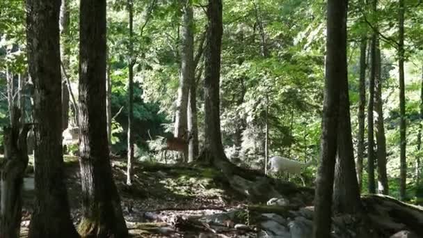 Herd Wild Fallow Deer Varied Colors Running Shaded Woodland Dama — Stockvideo