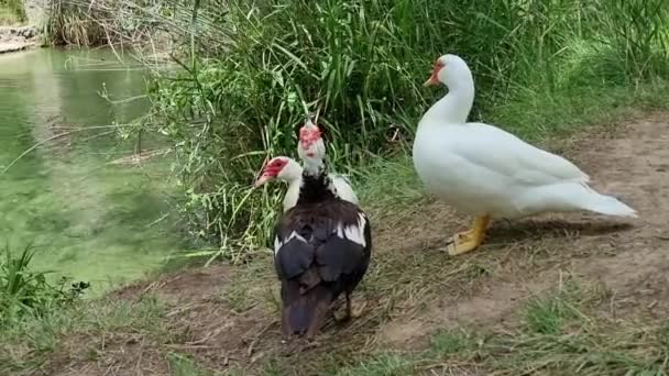 Three Ducks Resting River — Vídeos de Stock