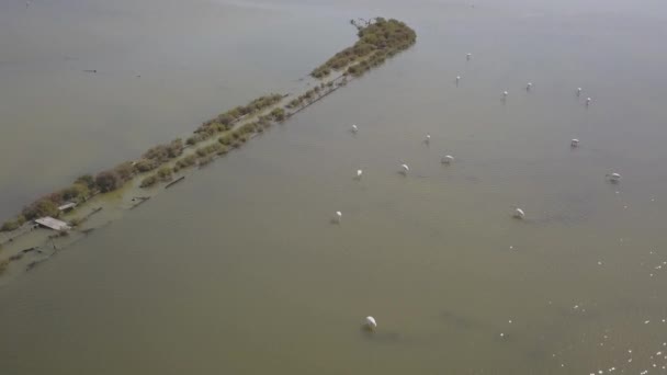Воздушные Воздушные Беспилотные Съемки Фламинго Релаксация Над Низкими Водными Полями — стоковое видео