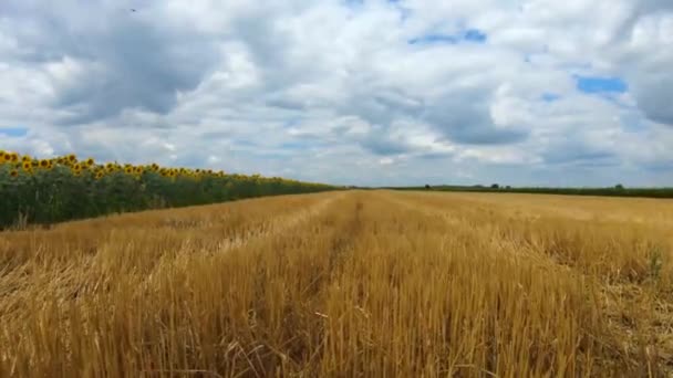 Revealing Slow Motion Video Sunflower Wheat Fields Sunny Day Cloudy — Stockvideo
