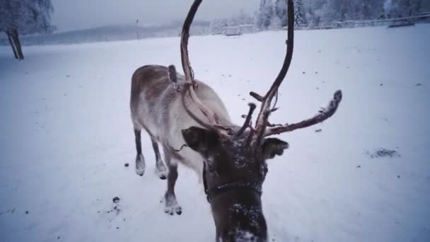 Полювання Оленя Мохом Оленем Північній Норвегії — стокове відео