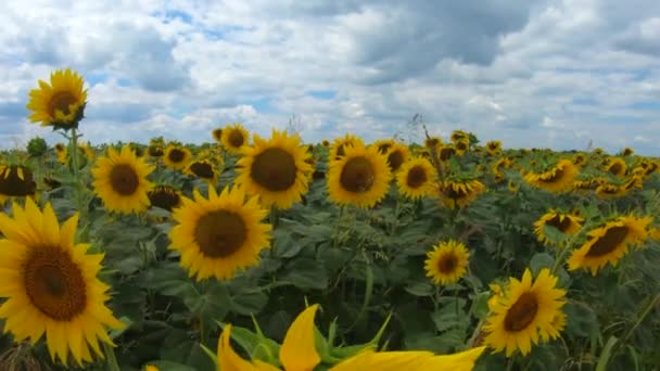 Revealing Slow Motion Video Sunflower Wheat Fields Sunny Day Cloudy — Vídeo de Stock