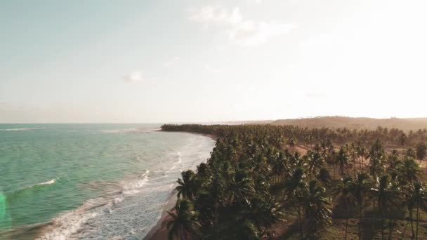 Praia Litoral Durante Pôr Sol Palmeiras Estão Formando Floresta Perto — Vídeo de Stock