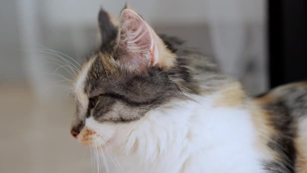 Portrait Beautiful White Brown Furry Cat Looking Intensely Camera Its — Stock Video