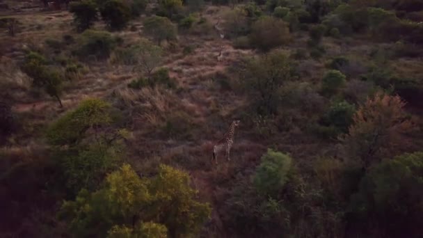 Giraffe Tranquille Che Camminano Sentiero Attraverso Savana Sudafricana Insieme — Video Stock