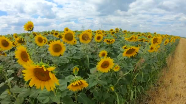 Fields Sunflowers Plants Beautiful Sunny Day Cloudy Sky — Αρχείο Βίντεο