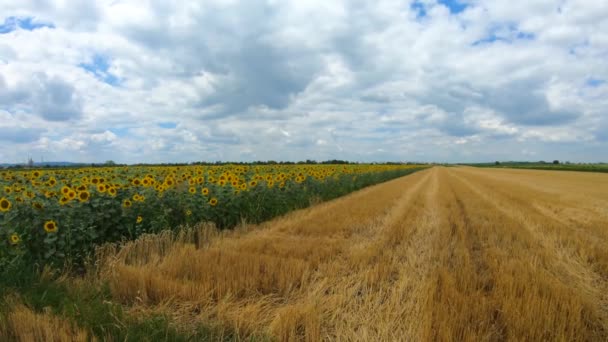 Cloudy Sky Sunny Day Big Sunflower Wheat Fields Agriculture Concept — Stock video