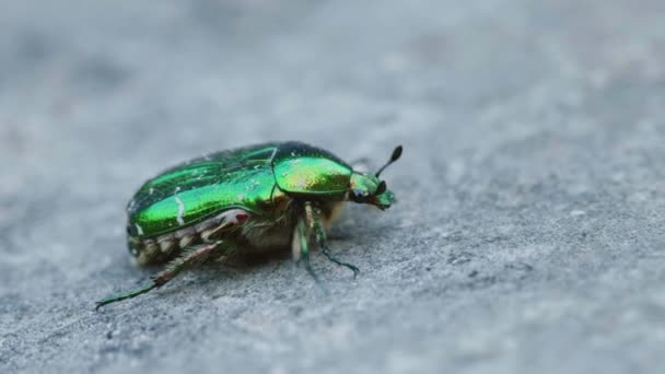 Filmische Makroaufnahmen Zeitlupe Eines Grünen Käfers Der Auf Einem Felsen — Stockvideo