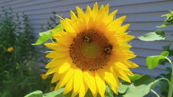 Two Bees Beautiful Large Sunflower Next House Siding Summer Crawl — ストック動画