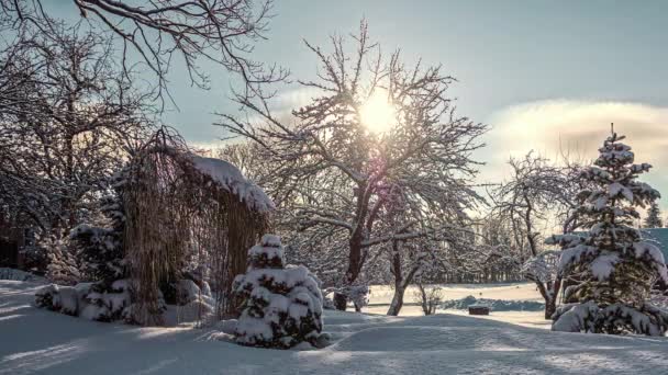 Snowy Winter Landscape Time Lapse Trees Covered Snow Blue Sky — Stok Video