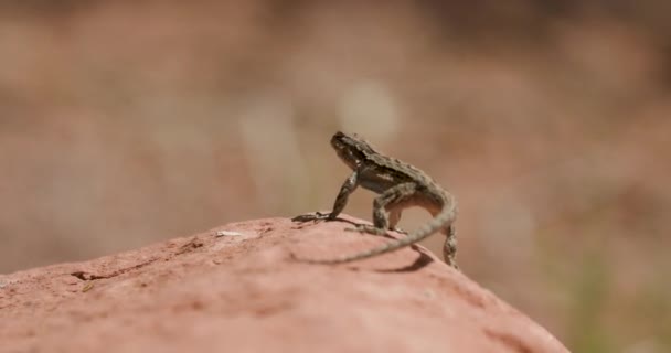 Lizard Doing Push Mating Pose Rock — Stock Video