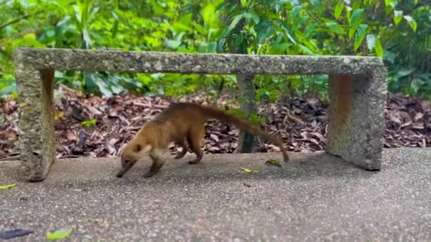 Ein Nasenbär Wandert Mexikanischen Park Venta Villahermosa Tabasco Mexiko — Stockvideo
