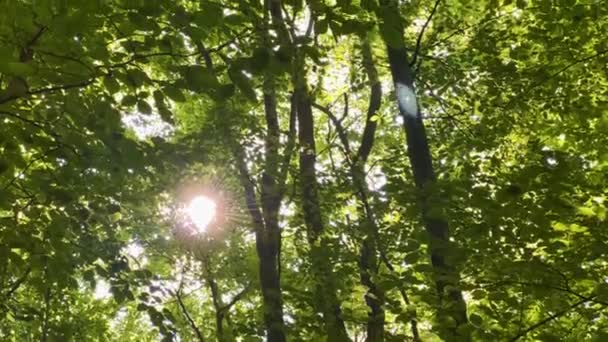 Утренний Солнечный Свет Заглядывающий Сквозь Плотные Леса Низкий Англ Шот — стоковое видео