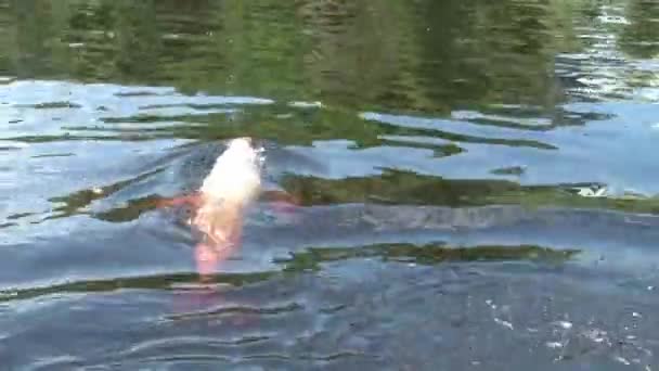 Roze Amazone Rivier Dolfijnen Zwemmen Zoetwater Rivier — Stockvideo