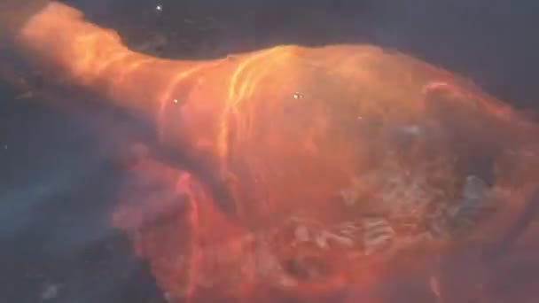 Pink Amazon River Dolphin Swimming Alongside Boat Close — Stock Video